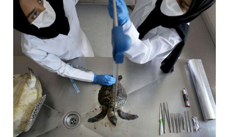 Turtles dying from eating trash show plastics scourge in UAE