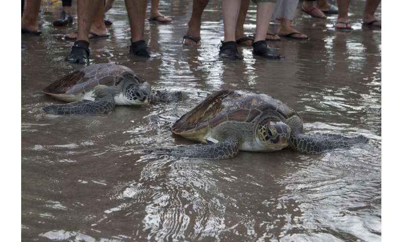 Turtles in demand as pets, leading to a spike in poaching