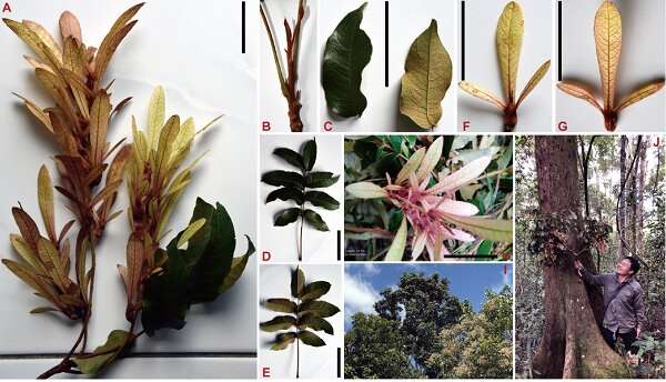 Two new Engelhardia species of big tree reported