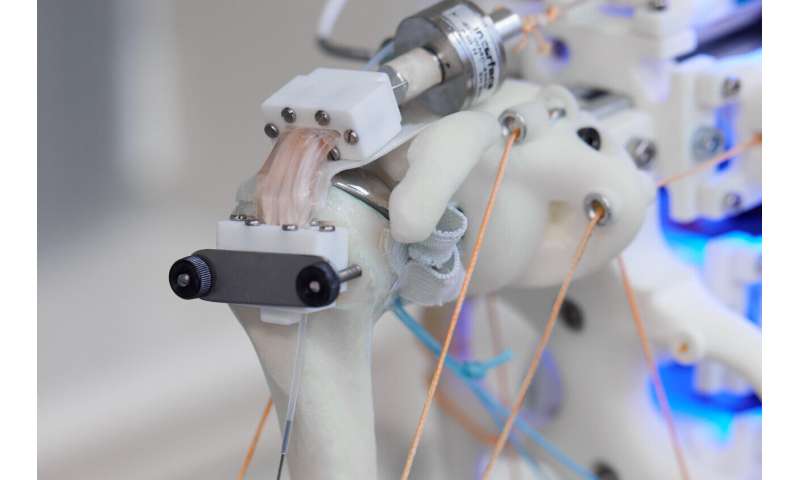 Utilisation d'une épaule robotique pour développer du tissu tendineux