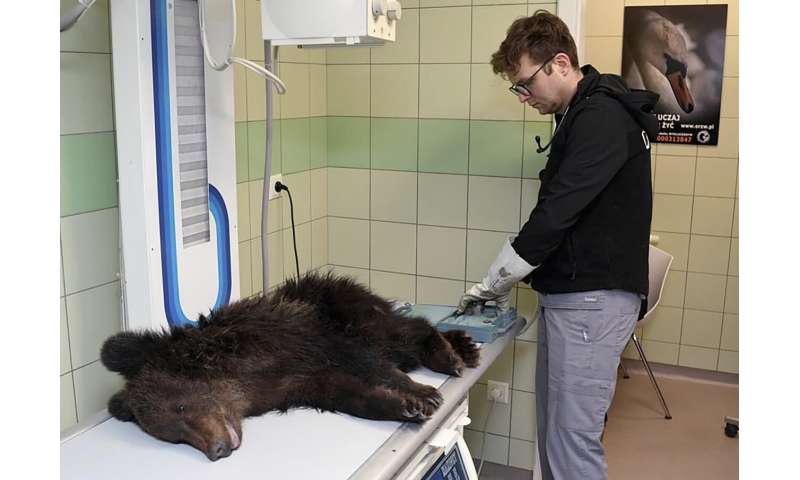 Vets in Poland working to save brown bear cub
