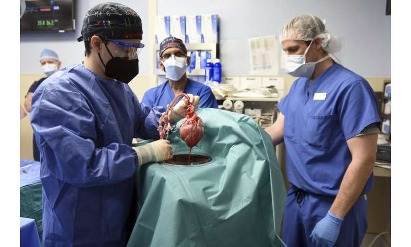 Virus encontrado en corazón de cerdo utilizado en trasplante humano