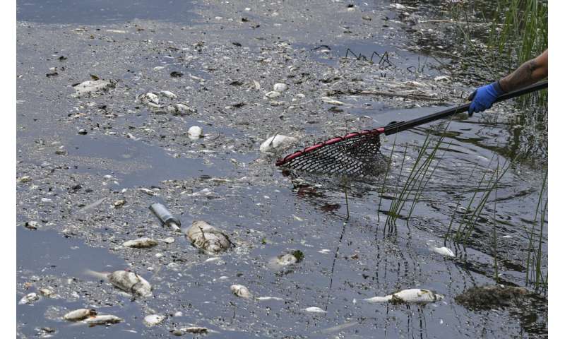 Was tötete Tonnen von Fischen im europäischen Fluss?  Das Geheimnis vertieft sich