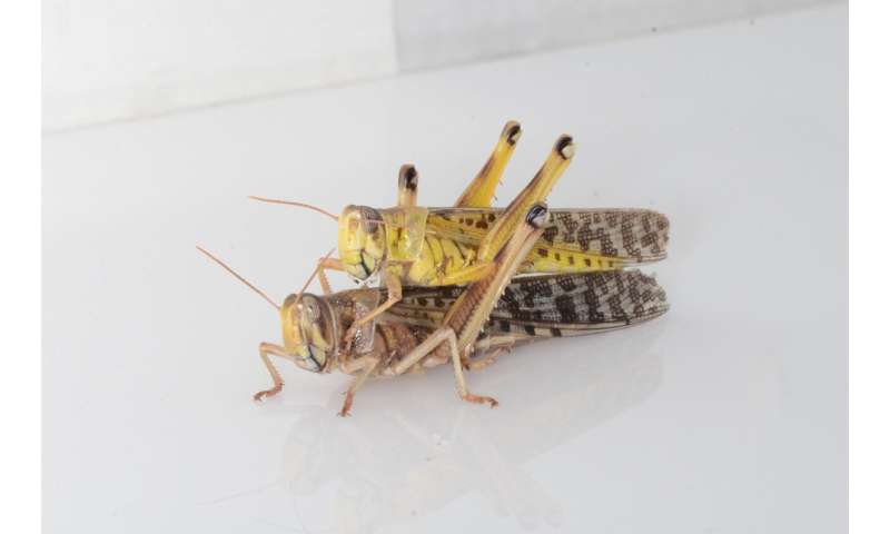 Why do locusts form destructive swarms?