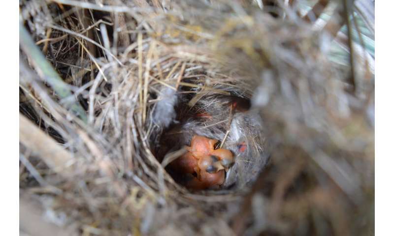 Why some fairy-wrens can be more 'aggressive' in the wild