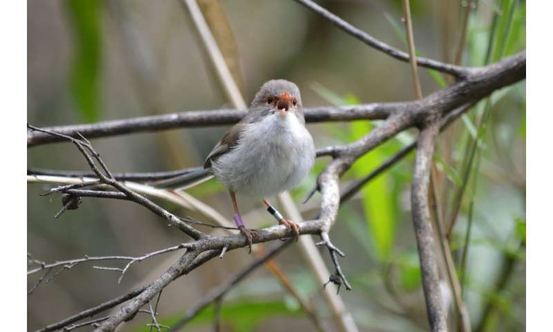 Why some fairy-wrens can be more 'aggressive' in the wild