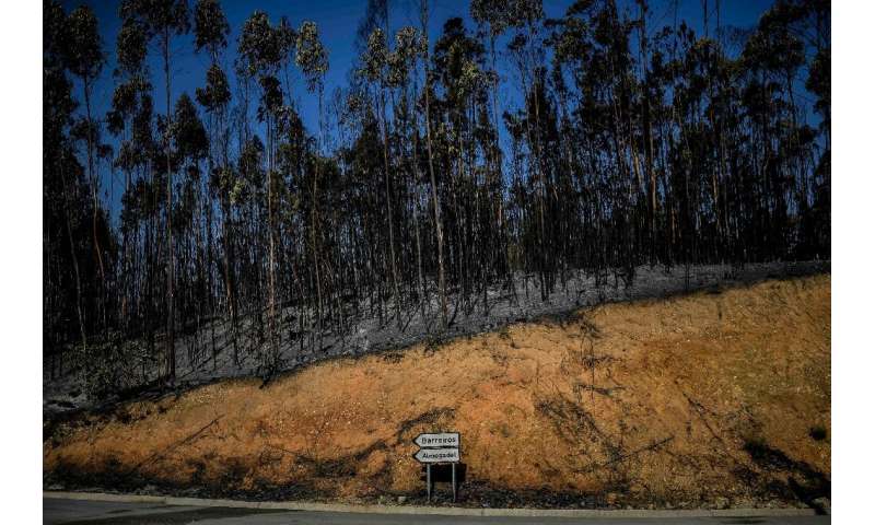 Wildfires destroyed thousands of acres of woodland in several European countries, including Portugal
