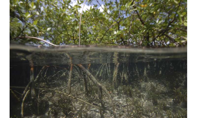 Il più grande batterio del mondo trovato nella palude di mangrovie dei Caraibi