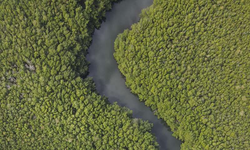 Il più grande batterio del mondo trovato nella palude di mangrovie dei Caraibi