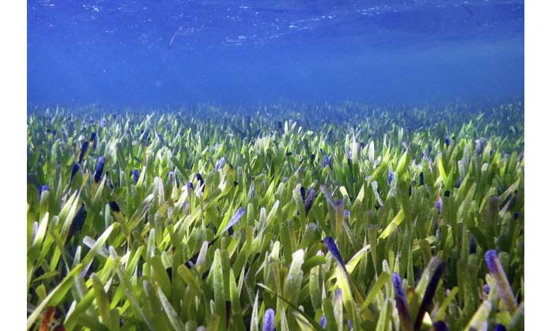 World's largest plant is a vast seagrass meadow in Australia