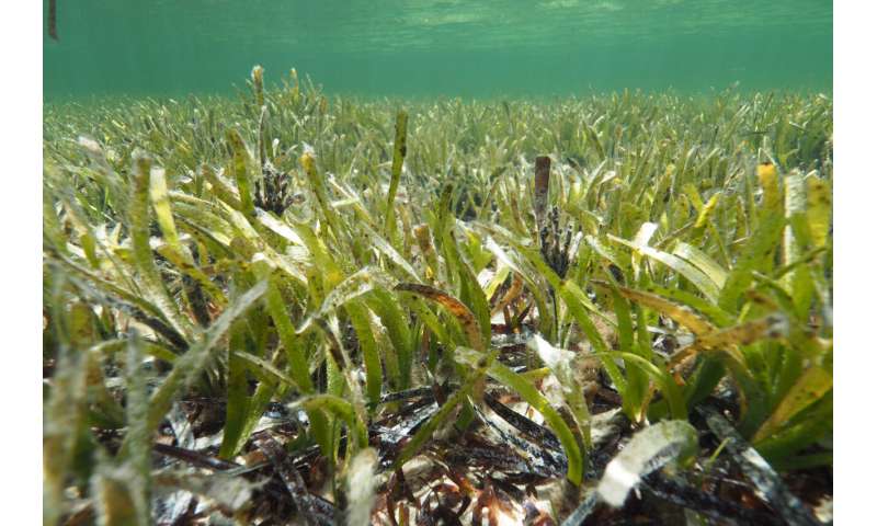 La plus grande plante du monde est la prairie d'herbes marines en Australie