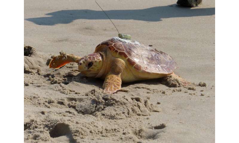 World's toughest turtle? Survivor among 8 returned to ocean