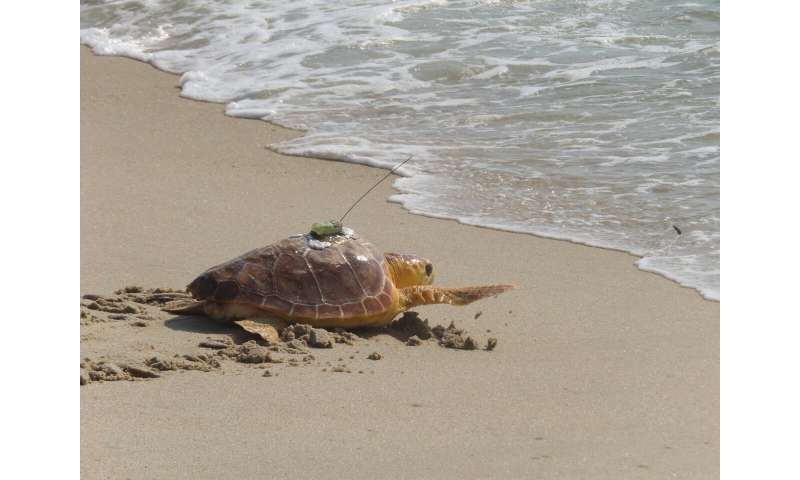 World's toughest turtle? Survivor among 8 returned to ocean