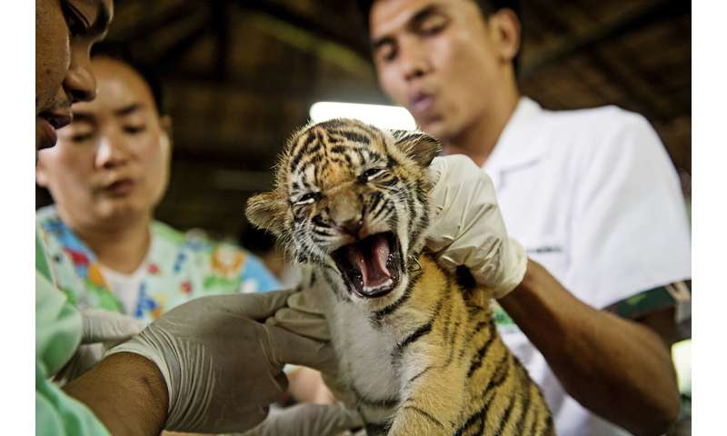 WWF report says online wildlife trade on rise in Myanmar