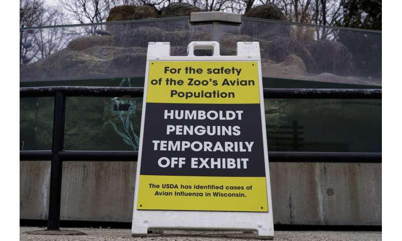 Los zoológicos esconden aves mientras la gripe aviar se propaga en América del Norte