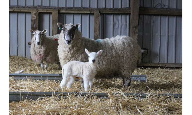 £6 million novel parasite sheep vaccine project launched