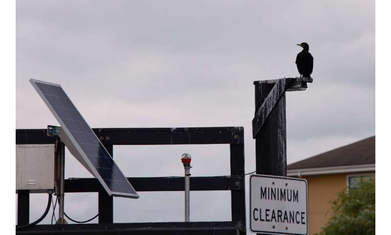 A cormorant rests on a pole along the Hackensack River in Secaucus, New Jersey