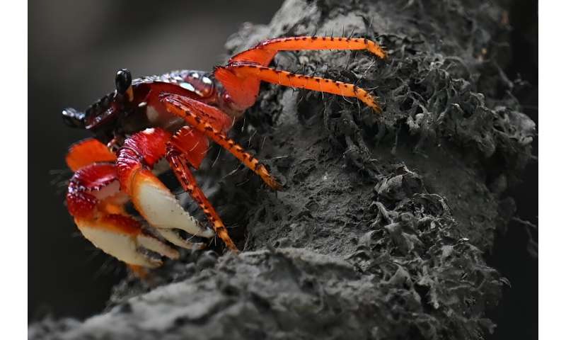 A crab crawls through a mangrove swamp in Nuqui