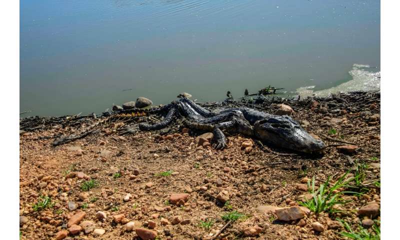 A dead caiman killed in the fires ravaging the Pantanal