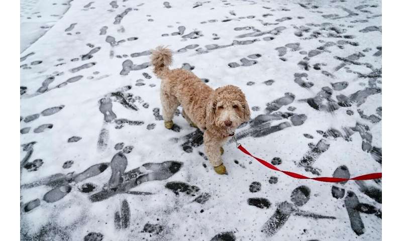 A dog goes for a walk through Riverside Park in New York City on February 28, 2023
