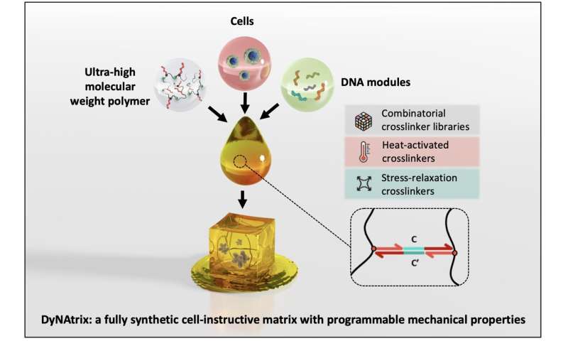 A dynamic matrix with DNA-encoded viscoelasticity to support the development of organoids and other biological tissues