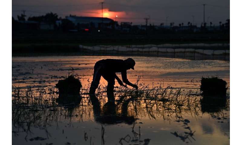 Un agricultor planta arroz en los campos en las afueras de Hanoi por la noche mientras trata de vencer una ola de calor que se avecina, una práctica que se está volviendo más c