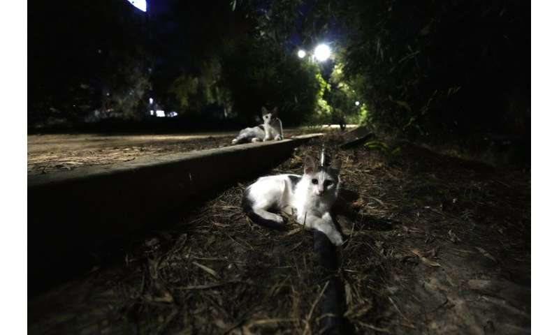 A feline virus mutation in Cyprus caused far fewer cat deaths than claimed, veterinary leader says