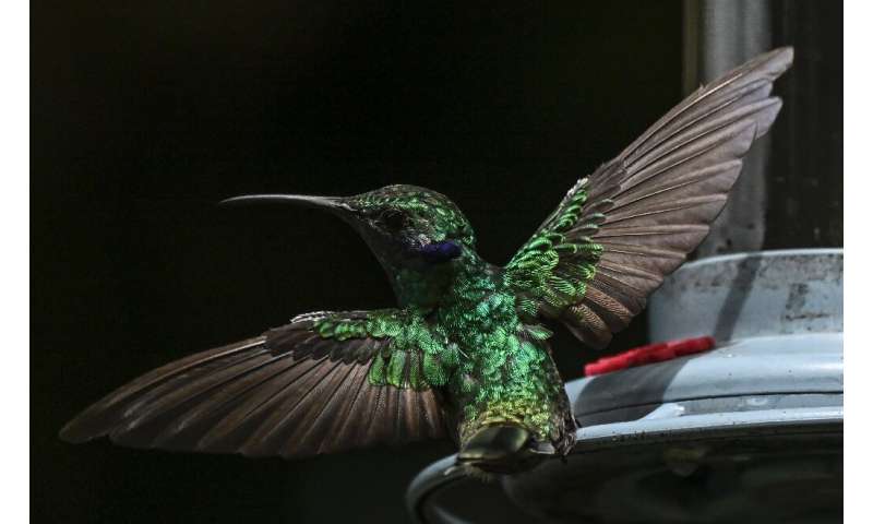 A Lesser Violetear hummingbird (Colibri cyanotus) hovers near a feeder