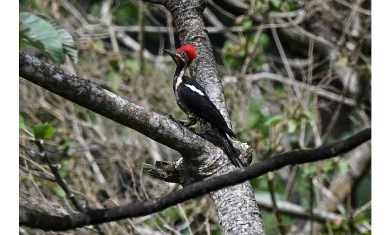 A Lineated woodpecker perches on a branch at the Amaranta Hummingbird House reserve