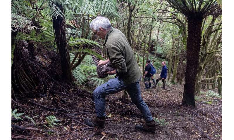 A member of the Capital Kiwi Project team releases a male kiwi named Ātārangi after changing out the bird's transmitter