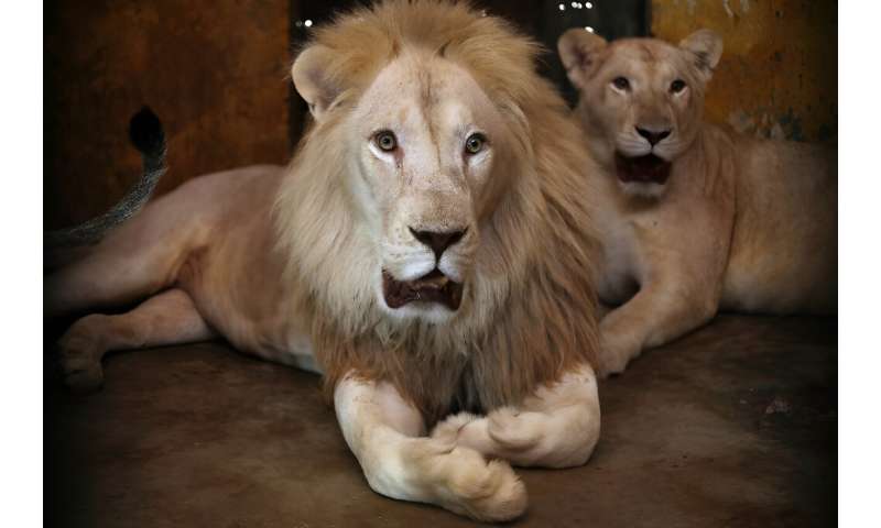 A pair of white lions lie in their cage amid sweltering temperatures at Baghdad Zoo
