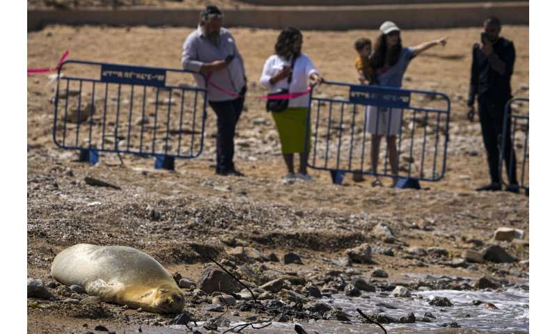 A rare, endangered seal named Yulia basks on Tel Aviv beach
