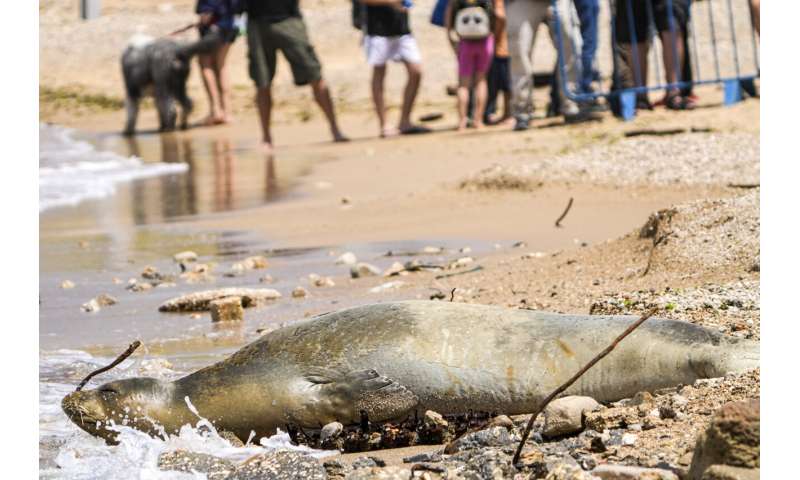 A rare, endangered seal named Yulia basks on Tel Aviv beach