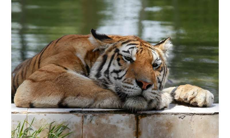 A Siberian tiger cools off amid sweltering temperatures at Baghdad Zoo