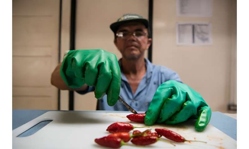 A worker removes seeds from chilies to store at a seed bank in Cartago, Costa Rica