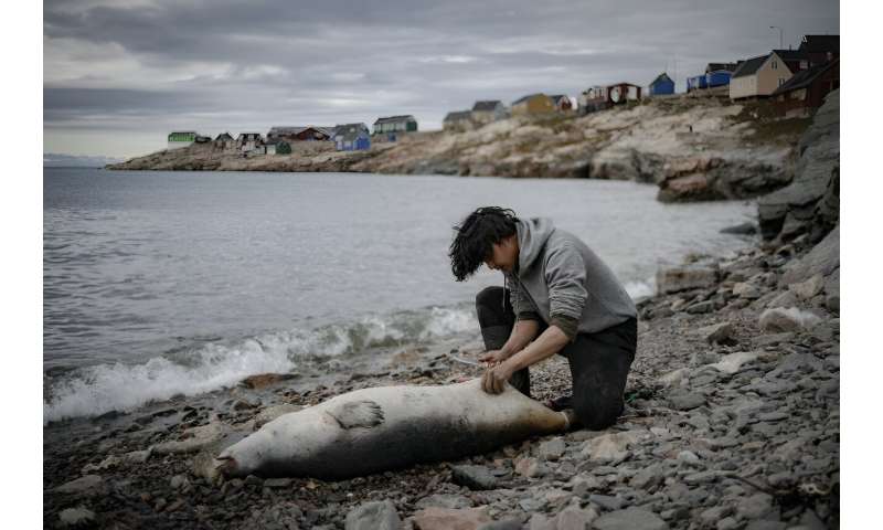 A young boy cleans a seal killed by a hunters in Ittoqqortoormiit, Greenland