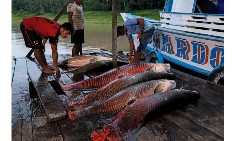 'Arapaima gigas' by its scientific name, the pirarucu is one of the largest freshwater fish on the planet