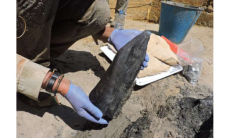 Archaeologists discover world's oldest wooden structure