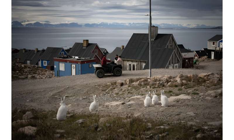 Arctic rabbits watch people pass in Ittoqqortoormiit, a remote Inuit village in eastern Greenland