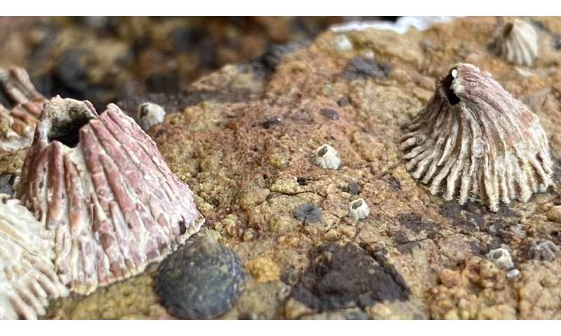 Barnacle bends shape to fend off warm-water sea snails on the move