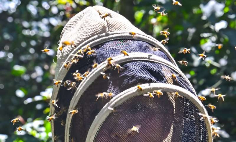 La apicultor María Acevedo dice 'sin abejas no hay humanos'