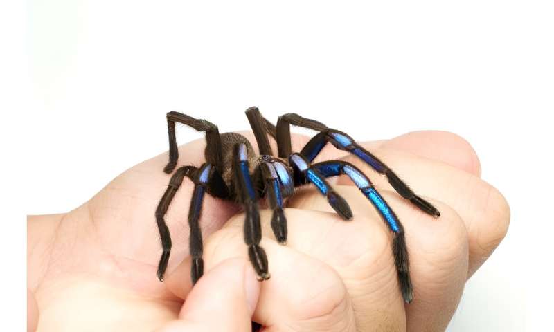 Best of Last Week – Electric blue tarantula, AI urban planning, link between chemicals and cancer in women