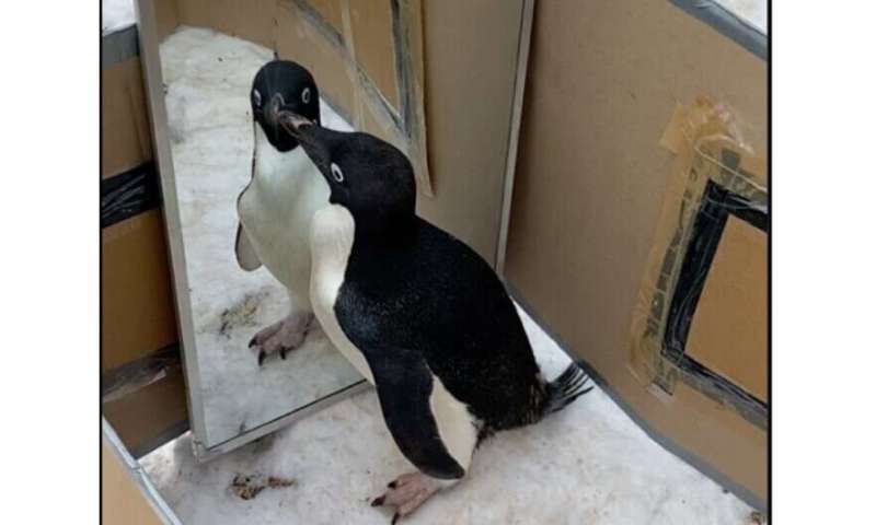 Best of Last Week – Penguins may possess self-awareness, a new way to refrigerate, the huge expense of treating sepsis