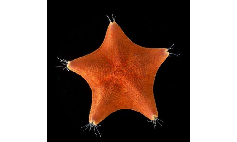Best of Last Week – Starfish are all head, an all-analog photoelectronic chip, antibiotics no longer effective 