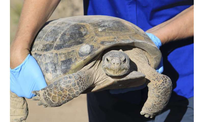 Biologists in slow and steady race to help North America's largest and rarest tortoise species