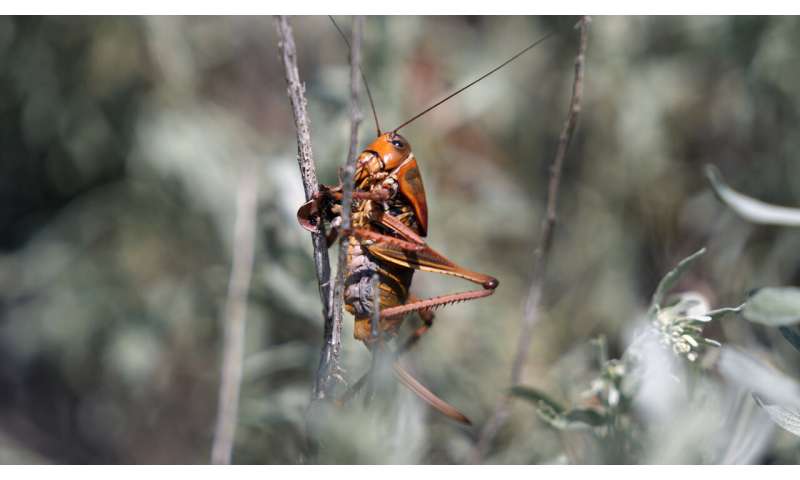Blood-red crickets invade Nevada town, residents fight back with brooms, leaf blowers, snow plows
