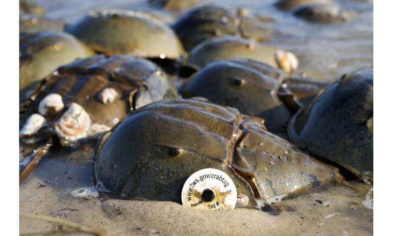 Blue blood from horseshoe crabs is needed for medicine, but a declining bird relies on crabs to eat