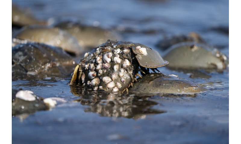 Blue blood from horseshoe crabs is needed for medicine, but a declining bird relies on crabs to eat