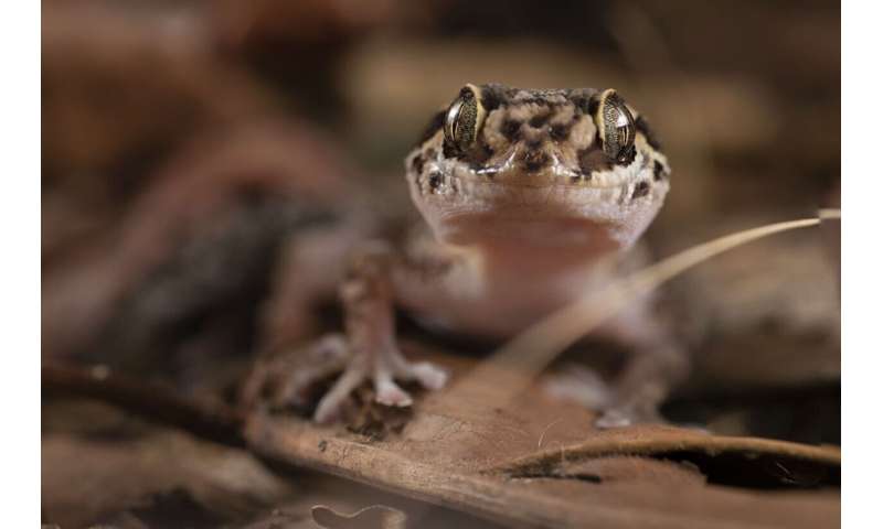 Bouldering in south-central Madagascar: a new “rock-climbing” gecko species of the genus Paroedura