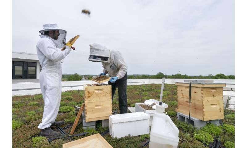 Buzzworthy: Honeybee health blooming at federal facilities across the country